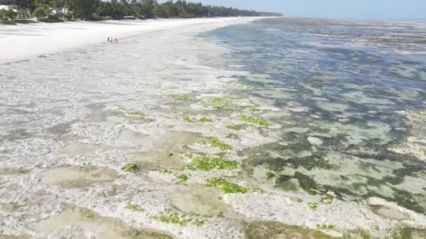 タンザニアのザンジバル海岸近くの海の干潮、スローモーション — ストック動画