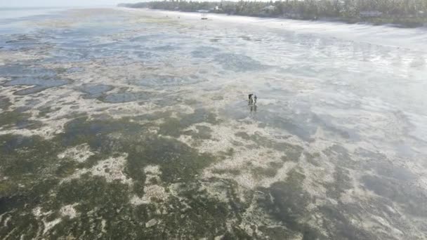 Lågt tidvatten i havet nära kusten i Zanzibar, Tanzania, slow motion — Stockvideo