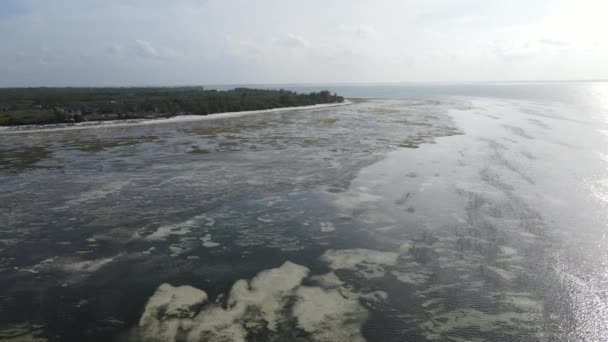 Χαμηλή παλίρροια στον ωκεανό κοντά στις ακτές της Ζανζιβάρης, Τανζανία, αργή κίνηση — Αρχείο Βίντεο