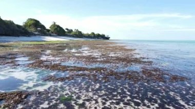 Zanzibar adasının kıyısı, Tanzanya, alçak gelgit, yavaş çekim