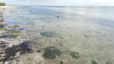 Zanzibar, Tanzanya - kıyıya yakın okyanusta alçak gelgitin havadan görüntüsü
