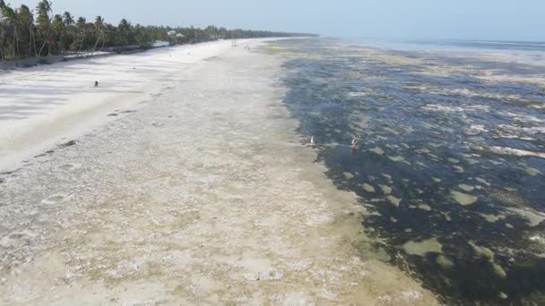 Costa da ilha de Zanzibar, Tanzânia na maré baixa, câmera lenta — Vídeo de Stock