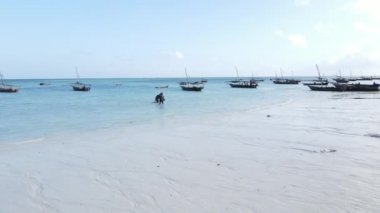 Tanzanya 'nın Zanzibar kıyısındaki tekneler ağır çekimde