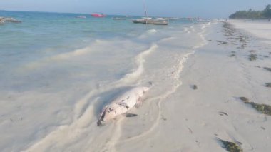 Tanzanya 'nın Zanzibar Adası sahilinde ölü bir yunusun cesedi.