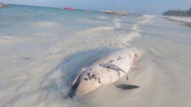 Tanzanya 'nın Zanzibar Adası sahilinde ölü bir yunusun cesedi.