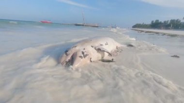 Tanzanya 'nın Zanzibar Adası sahilinde ölü bir yunusun cesedi.