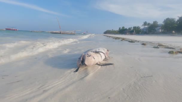 O corpo de um golfinho morto na praia de Zanzibar Island, na Tanzânia, em câmera lenta — Vídeo de Stock