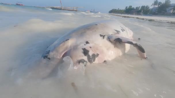 Тело мёртвого дельфина на пляже острова Занзибар, Танзания, замедленная съемка — стоковое видео