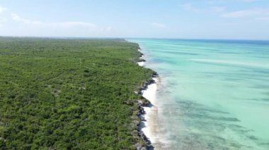Tanzanya 'nın Zanzibar adasının kıyısındaki çalılıklar, ağır çekim