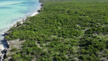 Tanzanya 'nın Zanzibar adasının kıyısındaki çalılıklar, ağır çekim