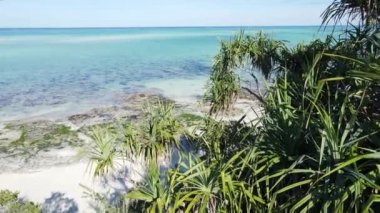 Tanzanya 'nın Zanzibar adasının kıyısındaki çalılıklar, ağır çekim