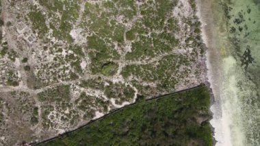 Tanzanya 'nın Zanzibar adasının kıyısındaki çalılıklar, ağır çekim