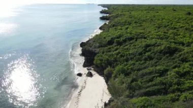 Tanzanya 'nın Zanzibar adasının kıyısındaki çalılıklar, ağır çekim