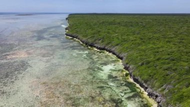 Tanzanya 'nın Zanzibar adasının kıyısındaki çalılıklar, ağır çekim