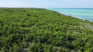 Tanzanya 'nın Zanzibar adasının kıyısındaki çalılıklar, ağır çekim
