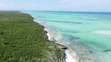 Tanzanya 'nın Zanzibar adasının kıyısındaki çalılıklar, ağır çekim