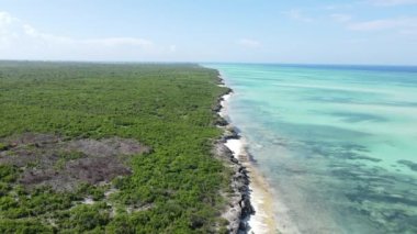 Tanzanya 'nın Zanzibar adasının kıyısındaki çalılıklar, ağır çekim