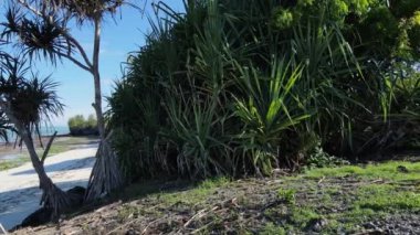 Tanzanya 'nın Zanzibar adasının kıyısındaki çalılıklar, ağır çekim