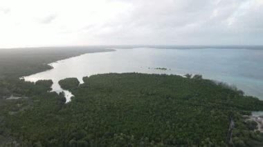 Tanzanya 'nın Zanzibar adasının kıyısındaki çalılıklar, ağır çekim