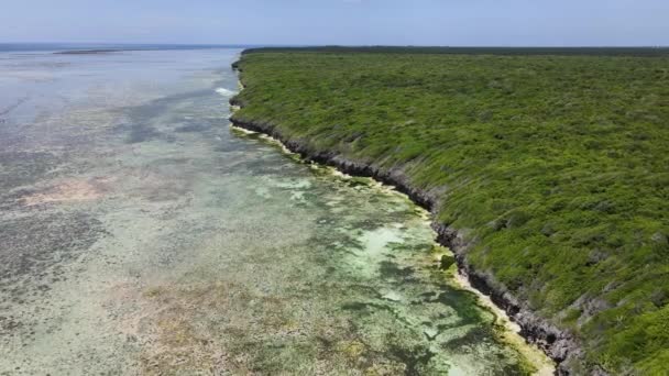 Buissons sur la côte de l'île de Zanzibar, Tanzanie, ralenti — Video