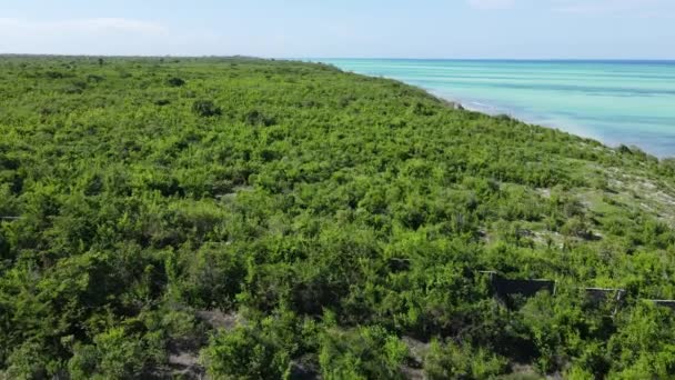 Křoví na pobřeží ostrova Zanzibar, Tanzanie, zpomalení — Stock video