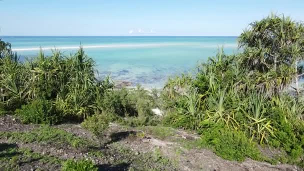 Tanzanya 'nın Zanzibar adasının kıyısındaki çalılıklar, ağır çekim — Stok video