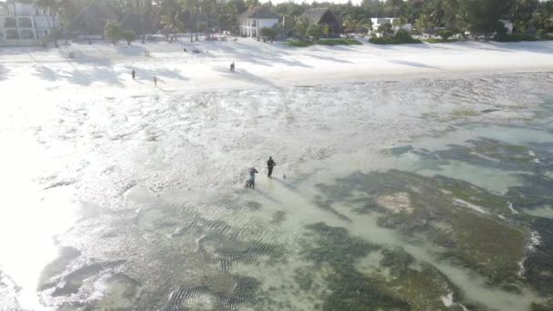 Tanzanie : les femmes dans la zone côtière à marée basse à Zanzibar, au ralenti — Video