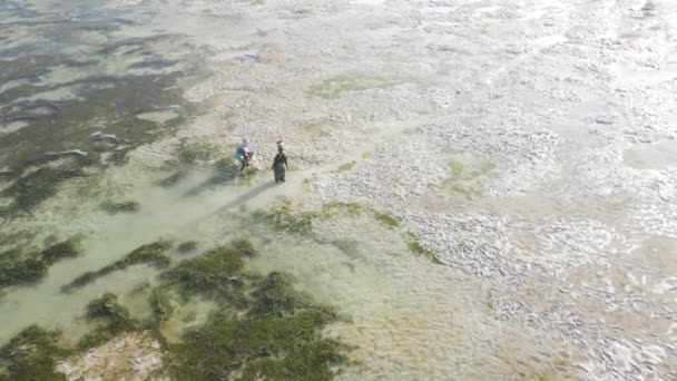 Tanzania: mujeres en la zona costera con marea baja en Zanzíbar, cámara lenta — Vídeo de stock