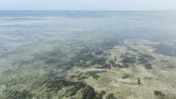 Tanzania: vrouwen in de kustzone bij eb in Zanzibar, slow motion — Stockvideo