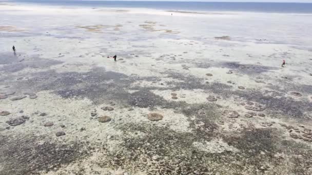 Tanzania: vrouwen in de kustzone bij eb in Zanzibar, slow motion — Stockvideo