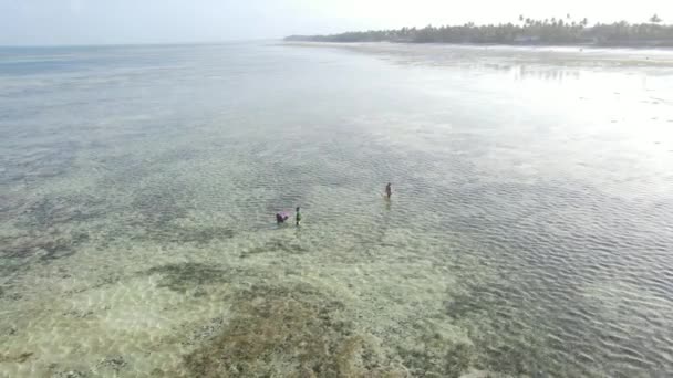 Tanzânia: mulheres na zona costeira na maré baixa em Zanzibar, câmera lenta — Vídeo de Stock