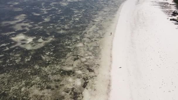 Eenzame vrouw wandelen op het strand bij eb laagwater in Zanzibar, slow motion — Stockvideo