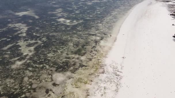 Eenzame vrouw wandelen op het strand bij eb laagwater in Zanzibar, slow motion — Stockvideo