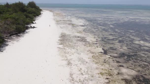 Eenzame vrouw wandelen op het strand bij eb laagwater in Zanzibar, slow motion — Stockvideo