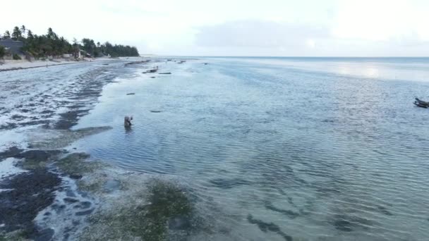 Samotna kobieta spacerująca po plaży podczas odpływu przypływu w Zanzibarze, zwolnione tempo — Wideo stockowe