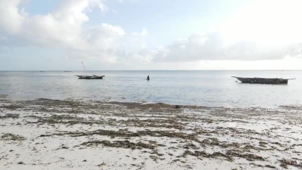 Eenzame vrouw wandelen op het strand bij eb laagwater in Zanzibar, slow motion — Stockvideo