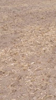 Sonbaharda tarla sürmüş bir arazinin dikey videosu, yavaş çekim
