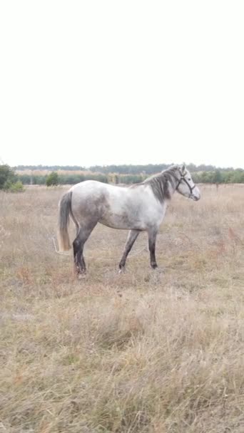 Vídeo vertical de un hermoso caballo en un campo, cámara lenta — Vídeo de stock