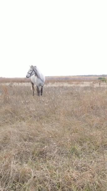 Вертикальне відео красивого коня в полі, повільний рух — стокове відео