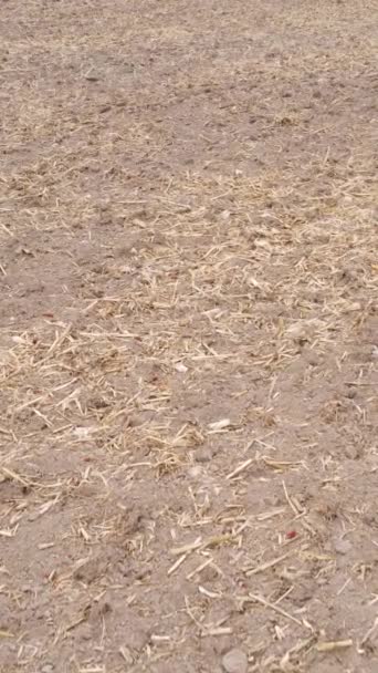 Vídeo vertical de un campo con tierra arada en otoño, cámara lenta — Vídeos de Stock