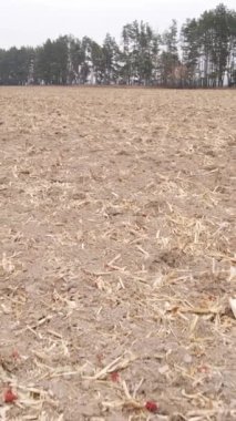 Sonbaharda tarla sürmüş bir arazinin dikey videosu, yavaş çekim