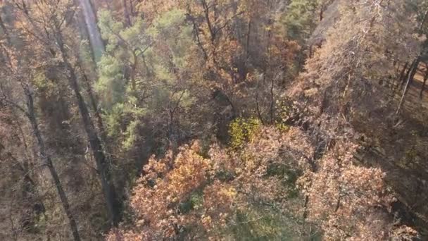 Las z drzewami w jesienny dzień — Wideo stockowe