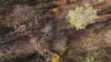 Bir sonbahar gününde ağaçlı orman