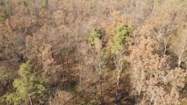 Bir sonbahar gününde ağaçlı orman