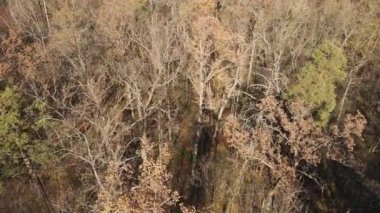 Bir sonbahar gününde ağaçlı orman