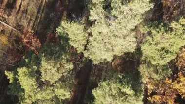 Bir sonbahar gününde ağaçlı orman