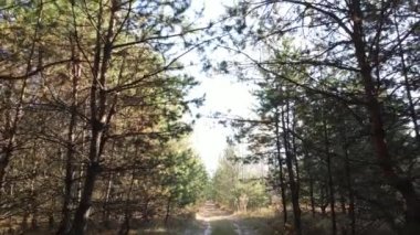 Bir sonbahar gününde ağaçlı orman