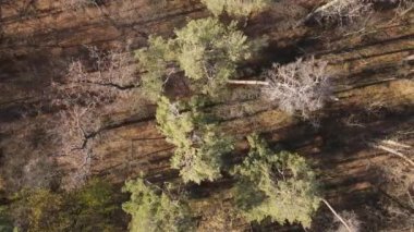 Bir sonbahar gününde ağaçlı orman