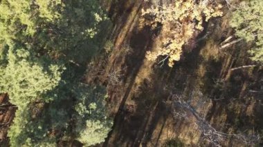 Bir sonbahar gününde ağaçlı orman