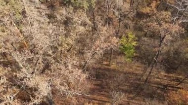 Bir sonbahar gününde ağaçlı orman